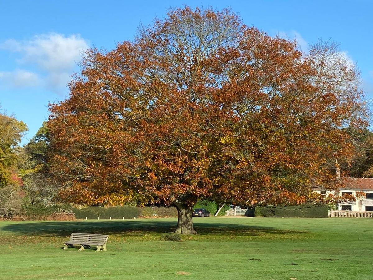 Avondale New Forest Godshill  Εξωτερικό φωτογραφία